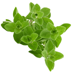 Secret de Flambage BIO Cookal ORIGAN - 200 ML - Zoom sur l'Origan