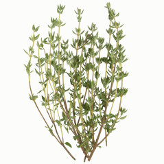 Secret de Flambage BIO Cookal THYM - 200 ML - Zoom sur le Thym