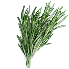 Aromatique de Cuisson BIO - Romarin - 500 ML - Zoom sur le Romarin