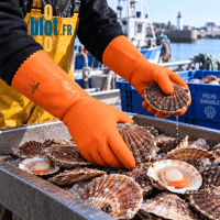 Gants Mapa Harpon 321 utilisés pour la manipulation de coquillages en milieu maritime