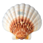 (LOT DE 160) - Coquilles Saint-Jacques vides - (13,5 CM)