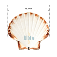 Coquille Saint-Jacques vide naturelle avec indication de sa dimension de 13,5 cm