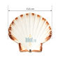(LOT DE 160) - Coquilles Saint-Jacques vides - (13,5 CM)