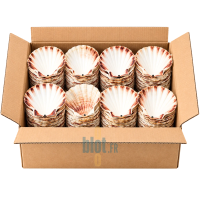 Carton ouvert de 160 coquilles Saint-Jacques vides naturelles, rangées en piles