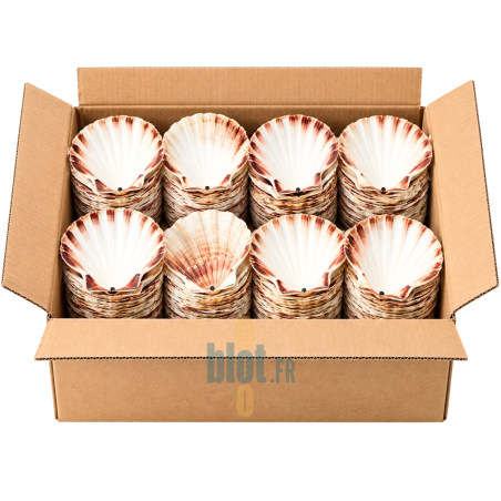 (LOT DE 160) - Coquilles Saint-Jacques vides - (13,5 CM)