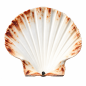 (LOT DE 200) - Coquille Saint-Jacques Naturelle - (13,5 CM)