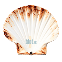 Coquille Saint-Jacques naturelle vide de 12,5 cm, vue intérieure blanche avec des nuances brunes sur les contours